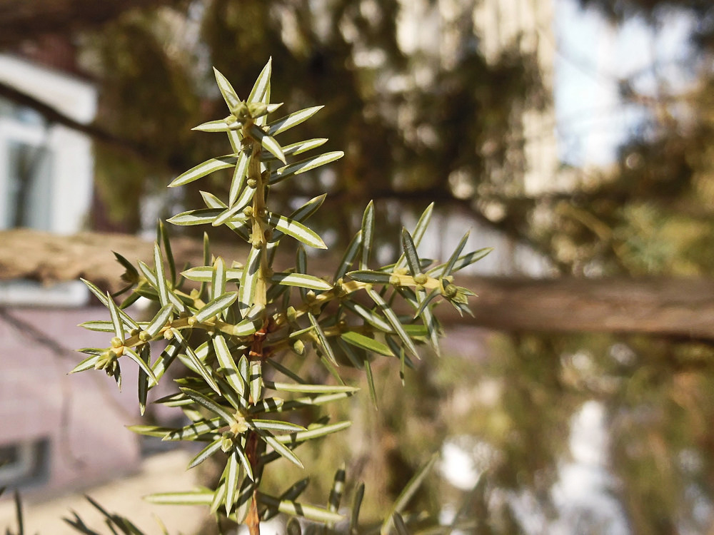 Изображение особи Juniperus communis.