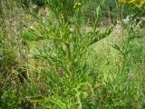 View full-size image Senecio erucifolius