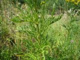 Senecio erucifolius. Средняя часть побега. Пензенская обл., Каменский р-н, окр. с. Владыкино, луг в пойме р. Малый Атмис, у опушки \"Владыкинского леса\". 10 августа 2016 г.