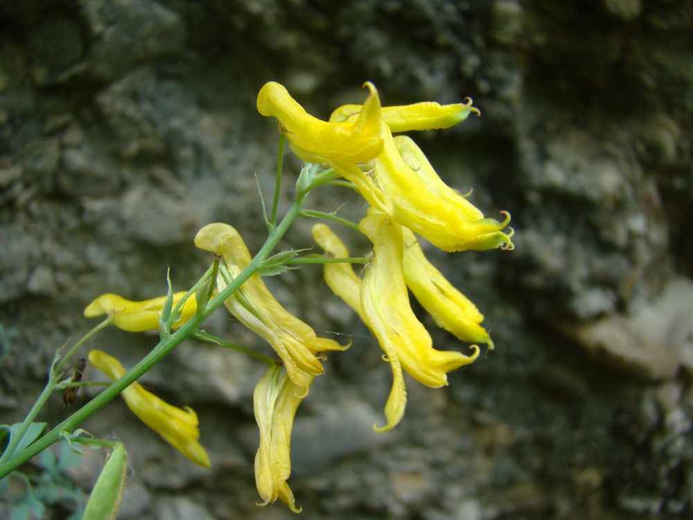 Image of Corydalis subverticillata specimen.