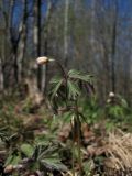 Anemone nemorosa