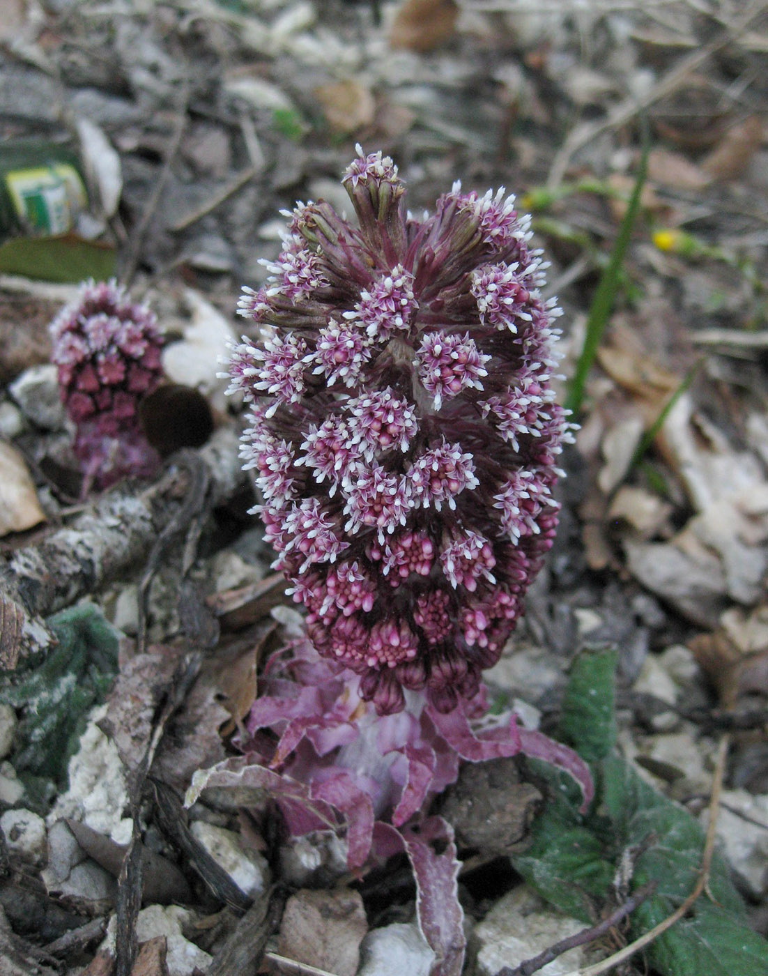 Image of Petasites hybridus specimen.