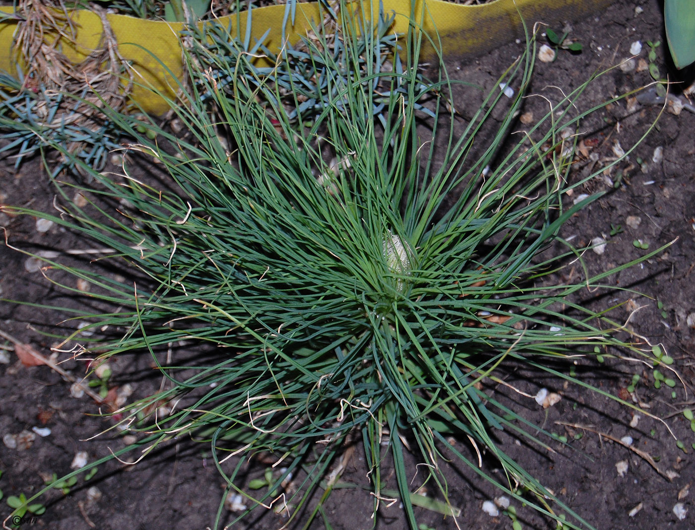 Image of Asphodeline taurica specimen.