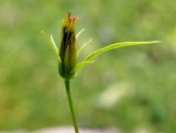 Bidens parviflora