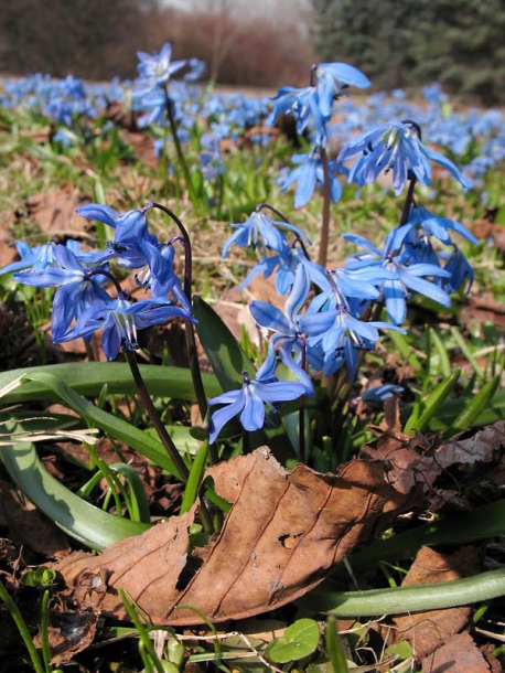 Изображение особи Scilla siberica.