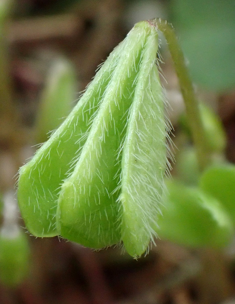 Изображение особи Oxalis acetosella.