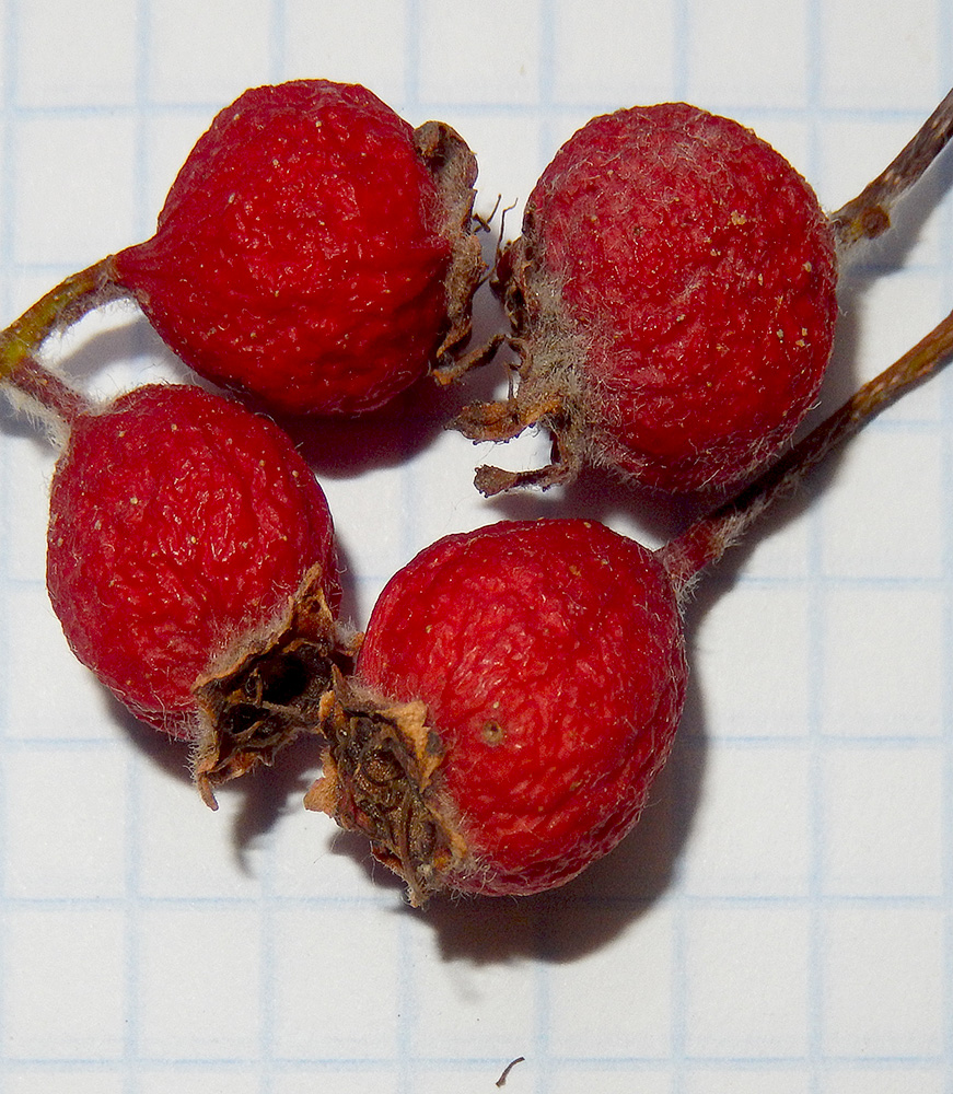 Image of Crataegus submollis specimen.