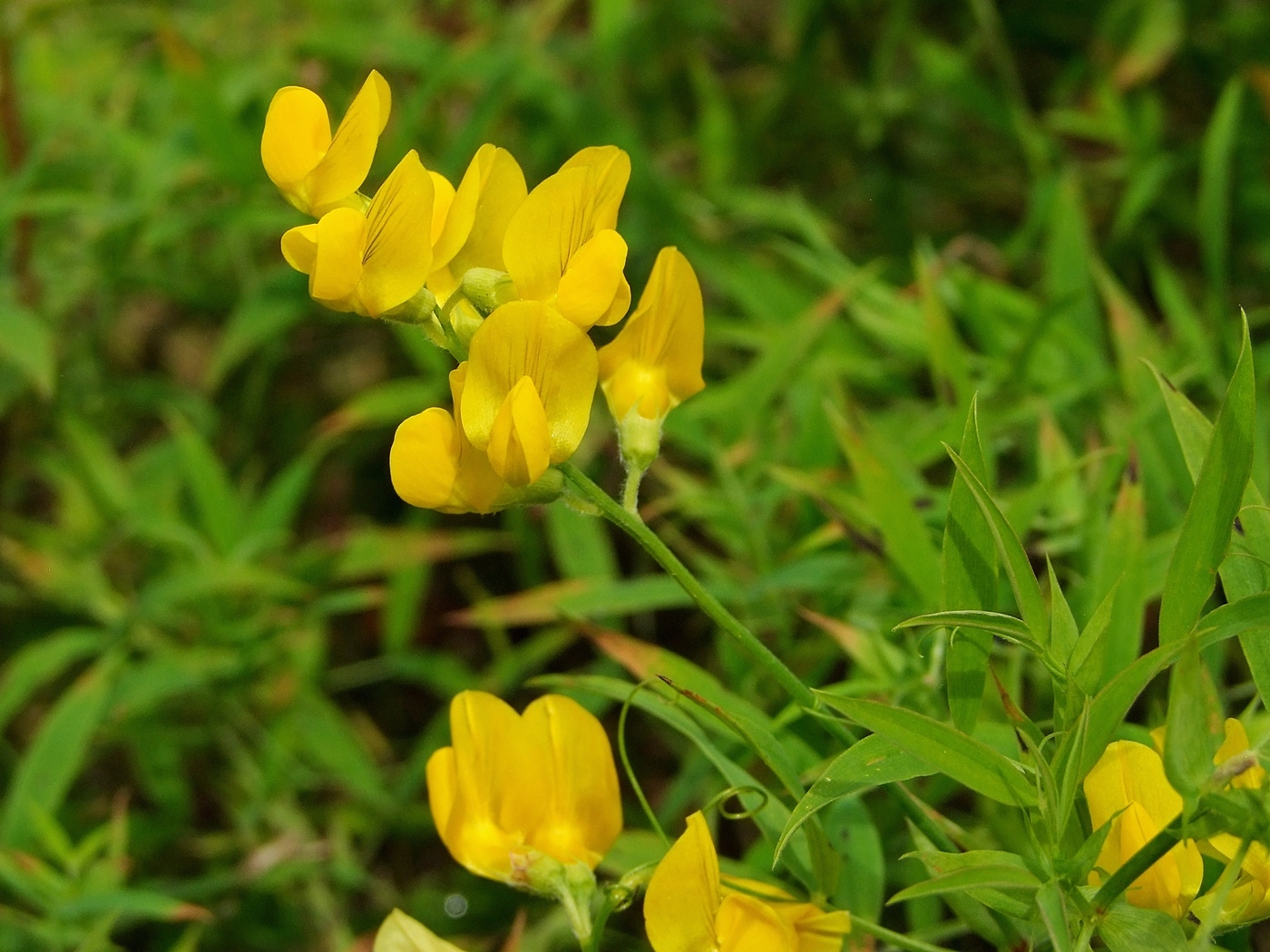 Изображение особи Lathyrus pratensis.