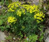 Euphorbia cyparissias