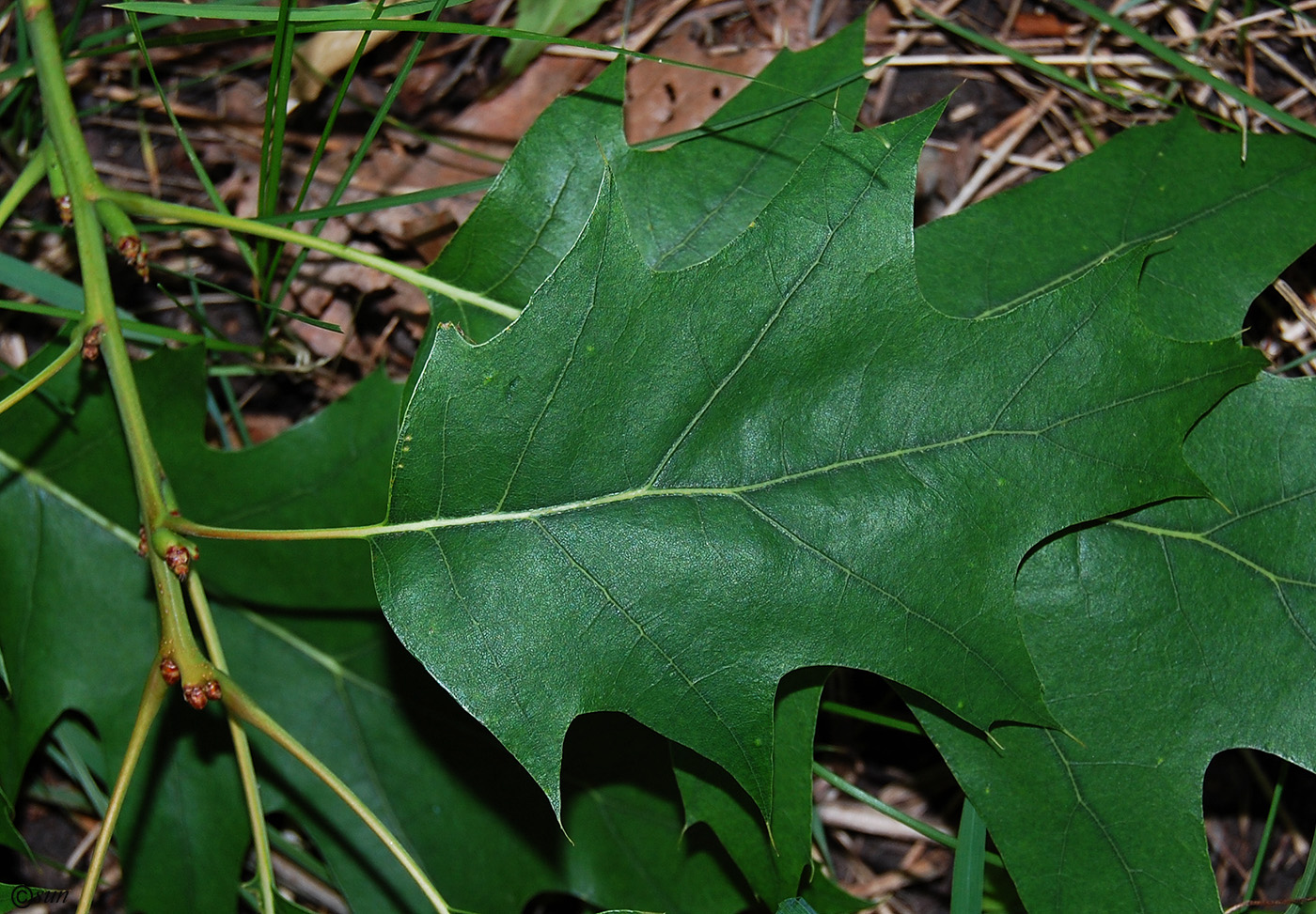 Изображение особи Quercus rubra.