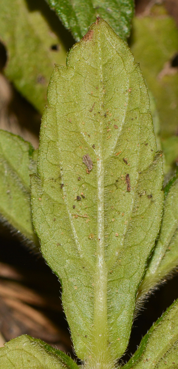 Image of Tridax trilobata specimen.