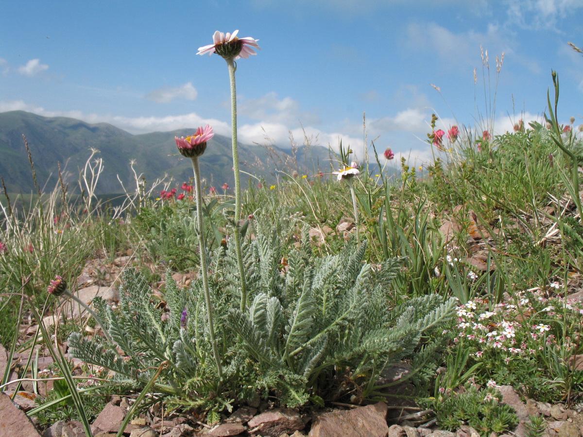 Image of Richteria pyrethroides specimen.