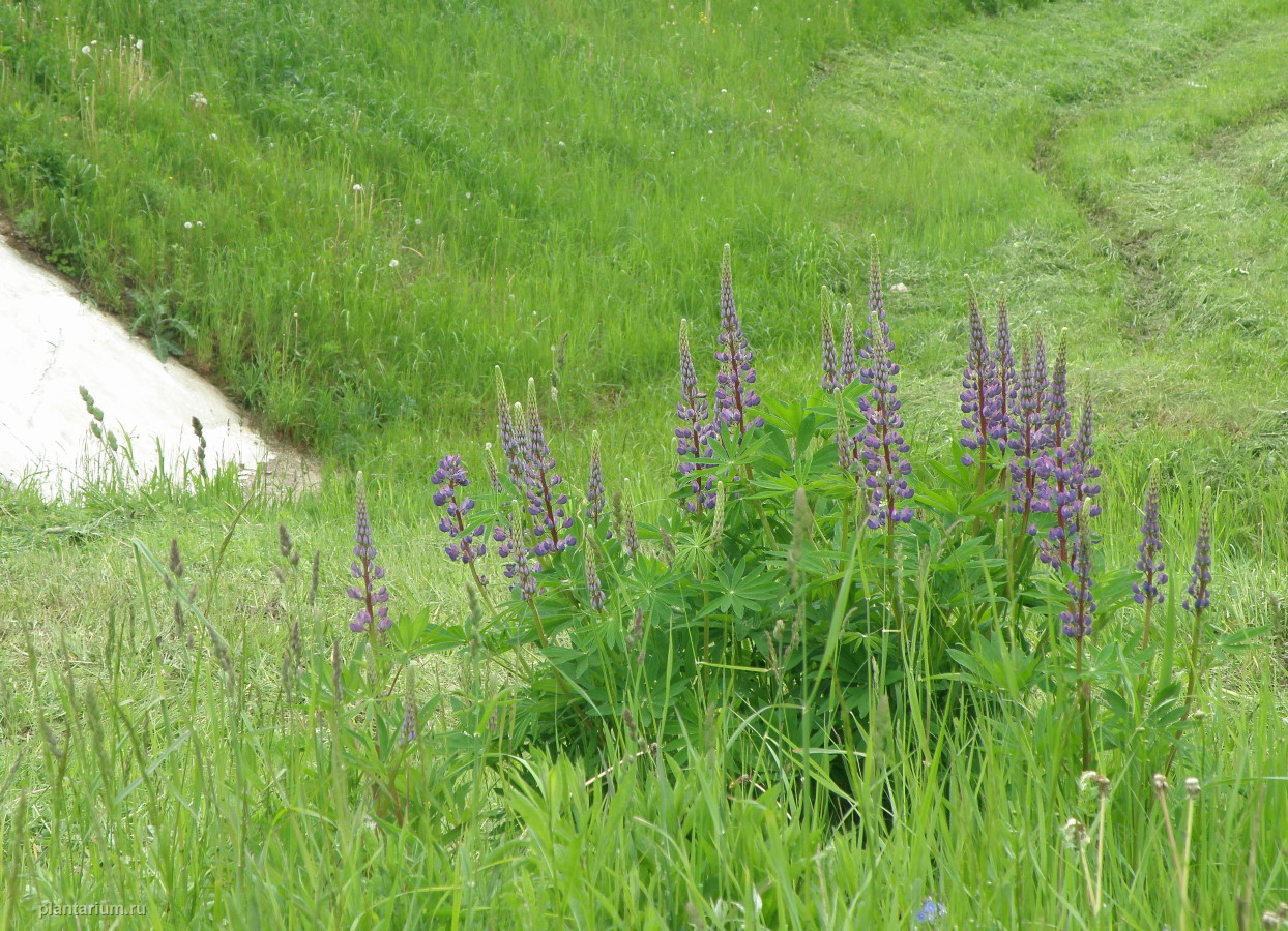 Изображение особи Lupinus &times; regalis.