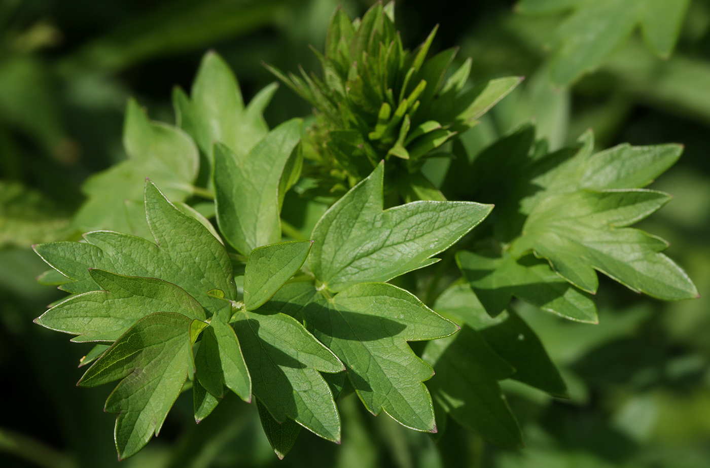 Изображение особи Thalictrum flavum.