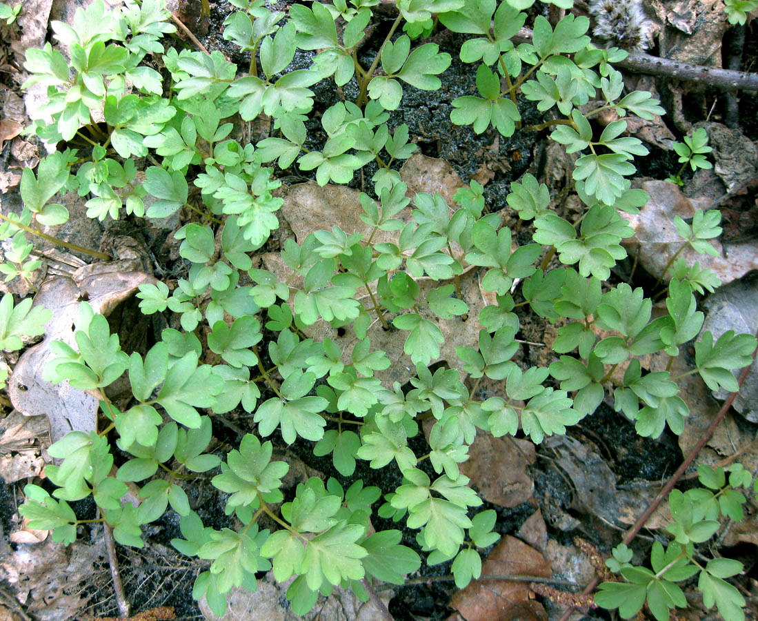 Изображение особи Adoxa moschatellina.