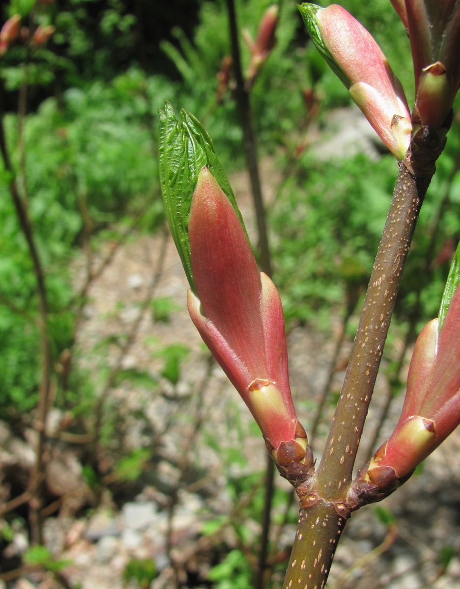 Image of Acer trautvetteri specimen.