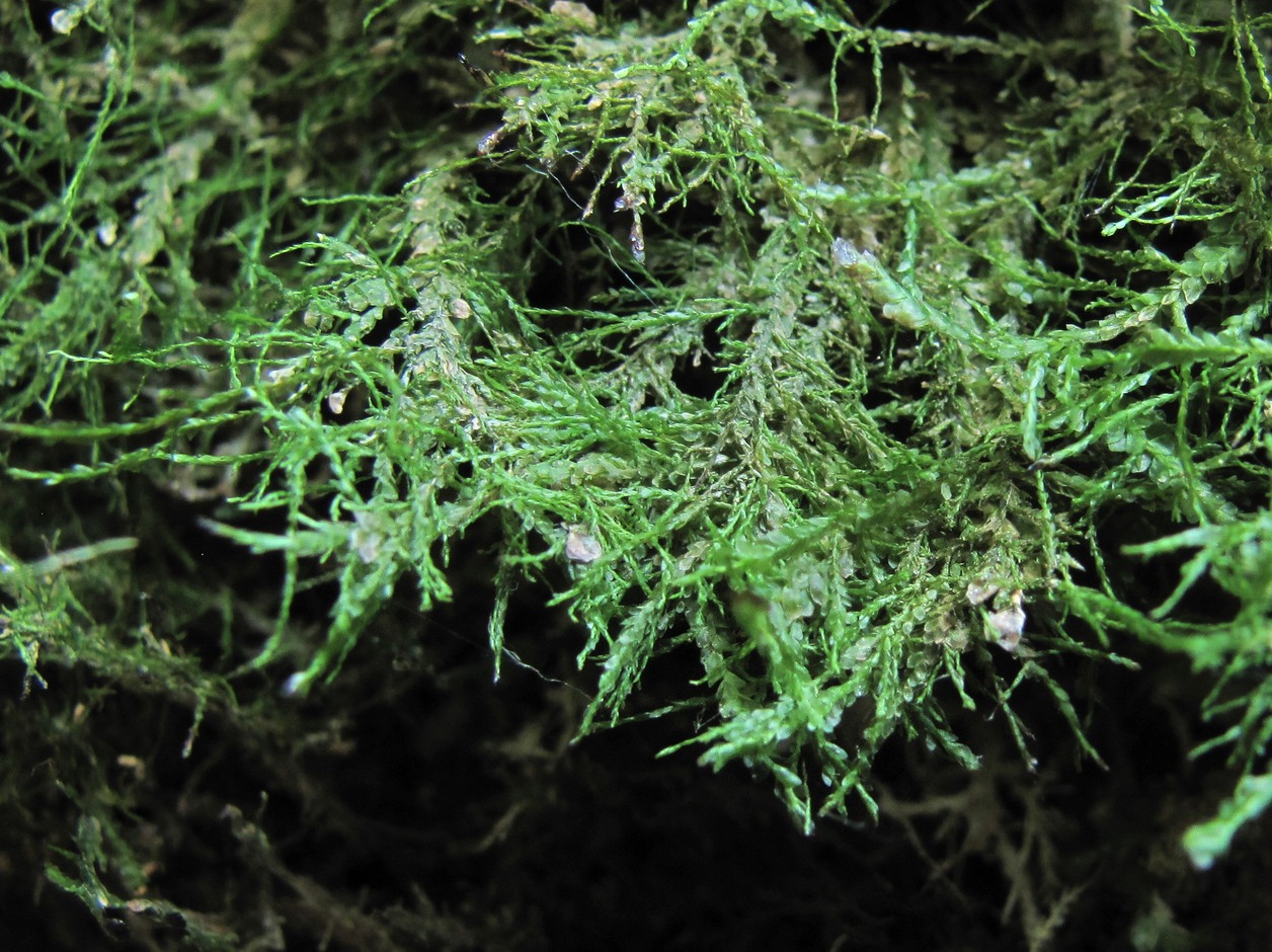 Image of Neckera complanata specimen.