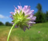 Knautia arvensis