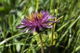 Taraxacum porphyranthum