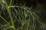 Tripleurospermum inodorum. Лист. Саратов, обочина дороги, в тени под деревом. 23.07.2017.