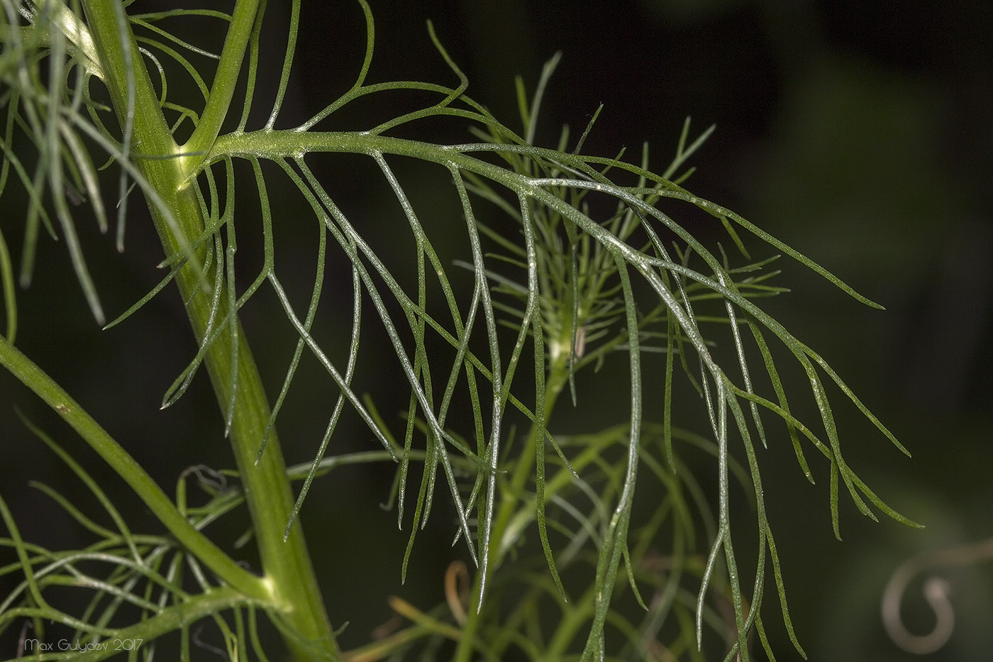 Image of Tripleurospermum inodorum specimen.
