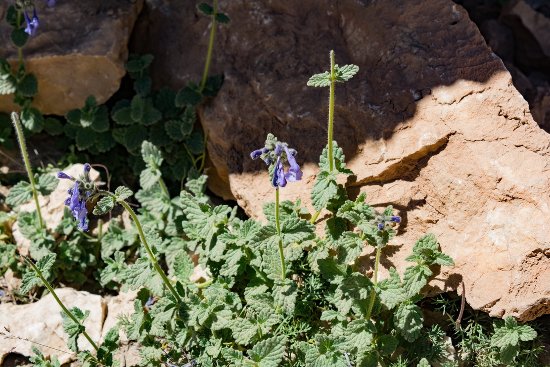Image of Nepeta supina specimen.