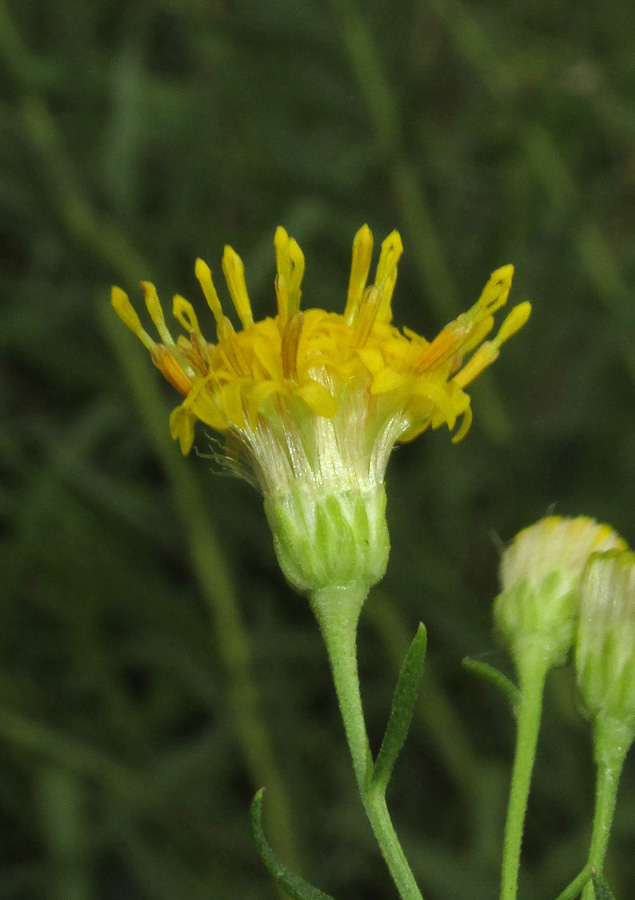 Image of Galatella biflora specimen.