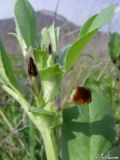 Vicia narbonensis. Верхушка цветущего растения. Крым, Байдарская долина, окр. с. Орлиное. 23.04.2010.