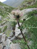 Cirsium obvallatum