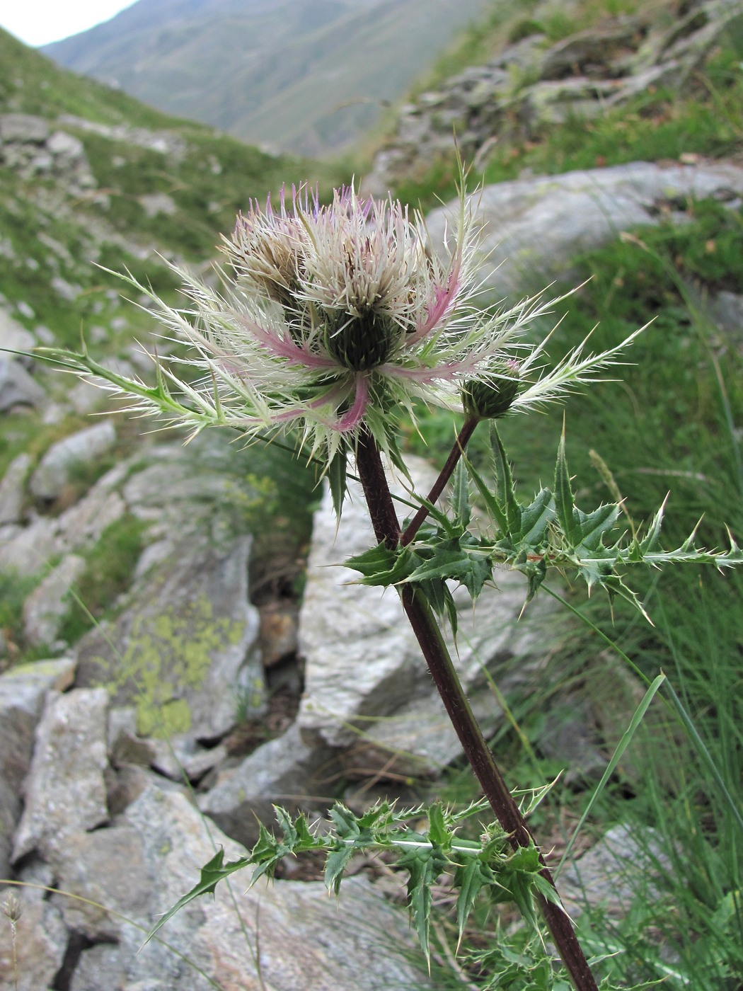 Изображение особи Cirsium obvallatum.