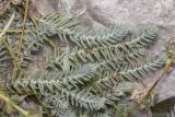 Sedum reflexum. Побеги. Саратов, Октябрьское ущелье, в культуре. 28.08.2017.