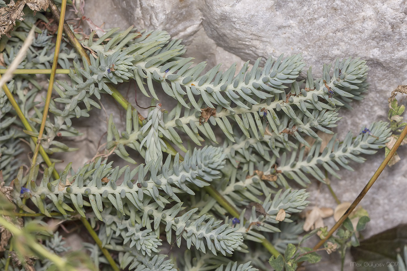 Image of Sedum reflexum specimen.