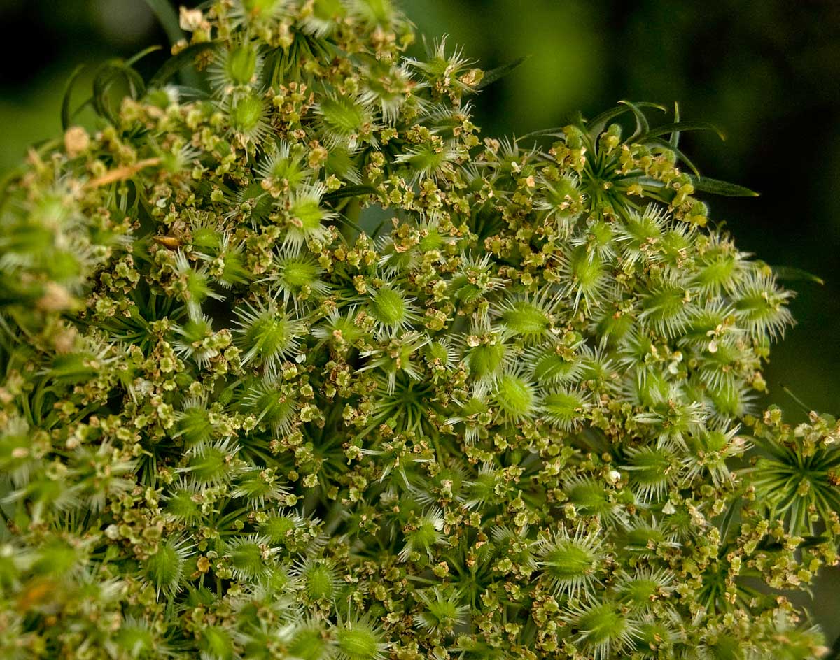 Изображение особи Daucus sativus.