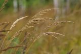 Calamagrostis × acutiflora. Соплодия. Ленинградская обл., Всеволожский р-н, окр. дер. Лаппелово, очищенная от деревьев полоса между ж.-д. путями и смешанным лесом. 18.08.2017.