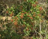 Galpinia transvaalica