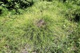 Carex reventa