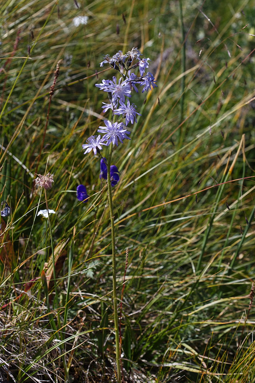 Image of Cicerbita azurea specimen.