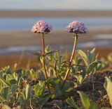 Valeriana capitata. Цветущее растение. Якутия, дельта р. Лена, Арынская протока, о. Курунгнах-Сисе, полигональная тундра. 23.07.2017.