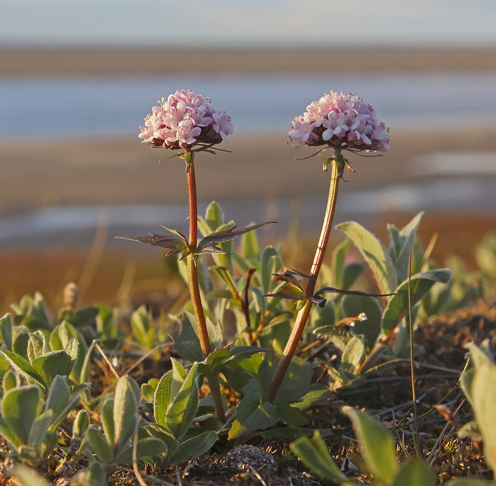 Изображение особи Valeriana capitata.