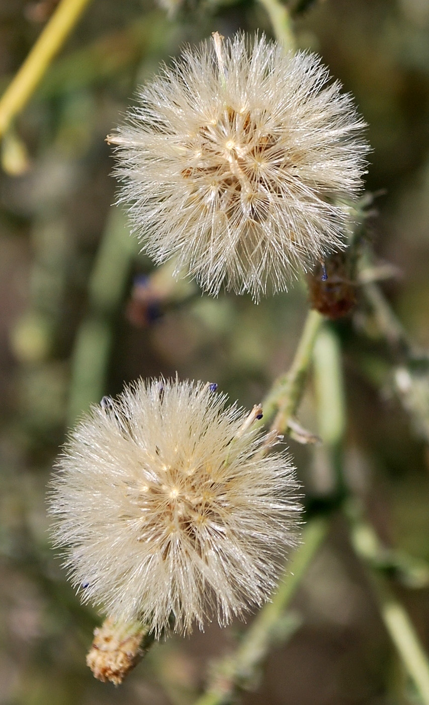 Image of Lachnophyllum gossypinum specimen.