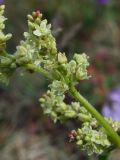 Aconogonon ocreatum var. laxmannii