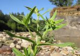 Lithospermum officinale