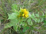 genus Solidago. Верхушка цветущего растения. Сахалинская обл., о. Итуруп, побережье зал. Касатка, возле берега реки. 21.08.2017.