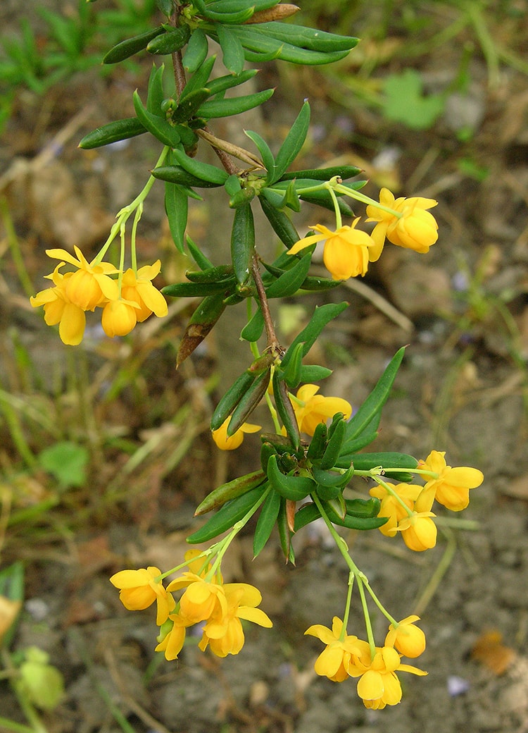 Изображение особи Berberis &times; stenophylla.