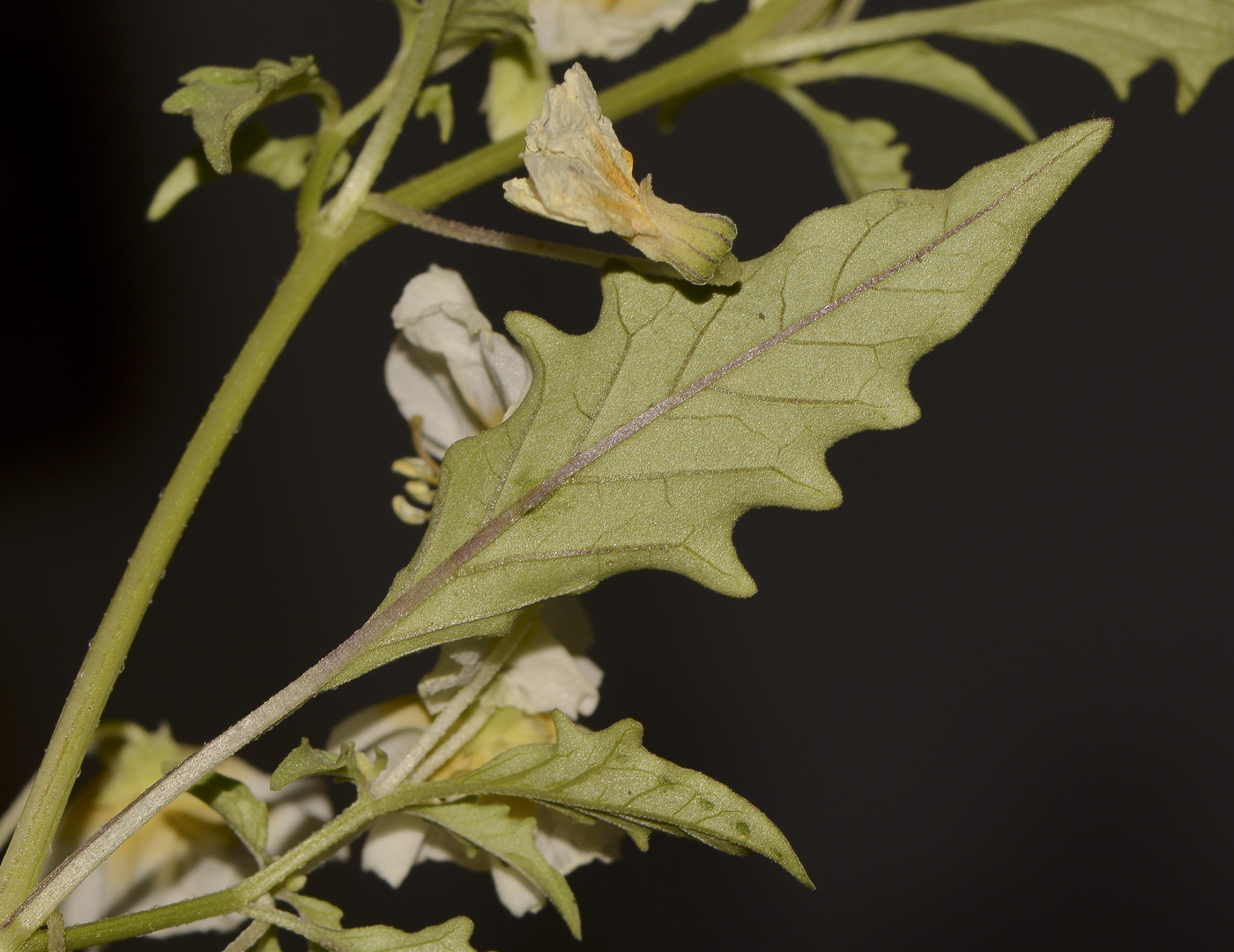 Изображение особи Physalis angulata.