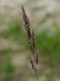 Image of taxon representative. Author is Тамара Риб