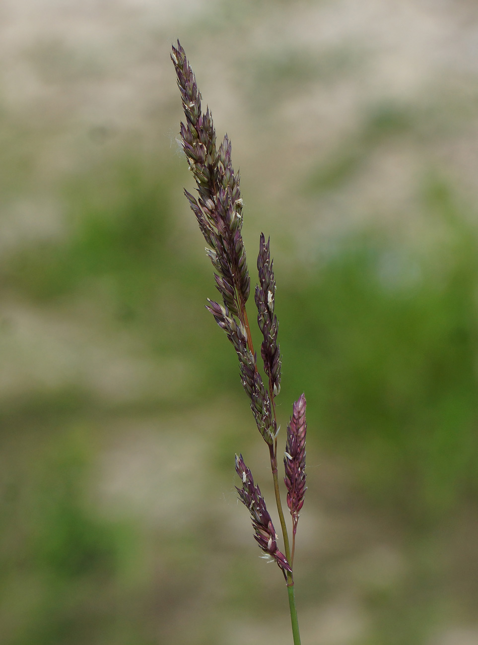 Изображение особи Phalaroides arundinacea.