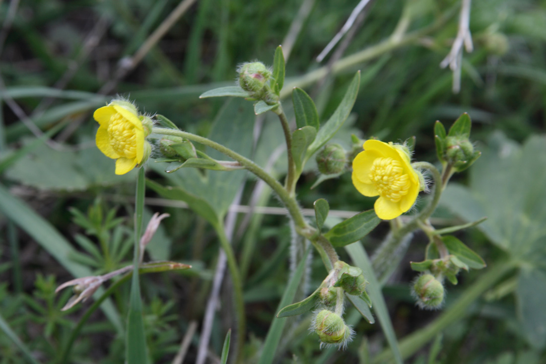 Image of Ranunculus olgae specimen.