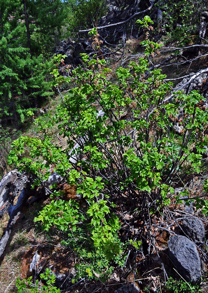 Image of Ribes altissimum specimen.