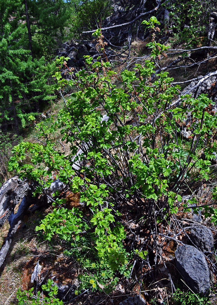 Изображение особи Ribes altissimum.